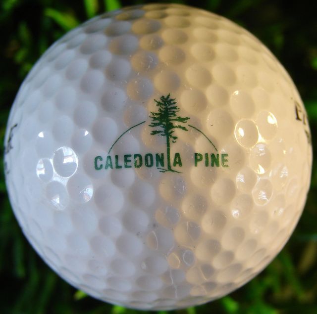 Caledonia Pine